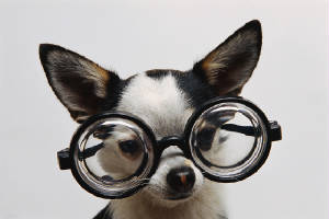 chihuahuawithglasses.jpg